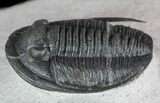 Cornuproetus Trilobite - Excellent Specimen #48483-3